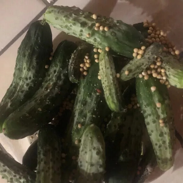 Cornichons maison au vinaigre